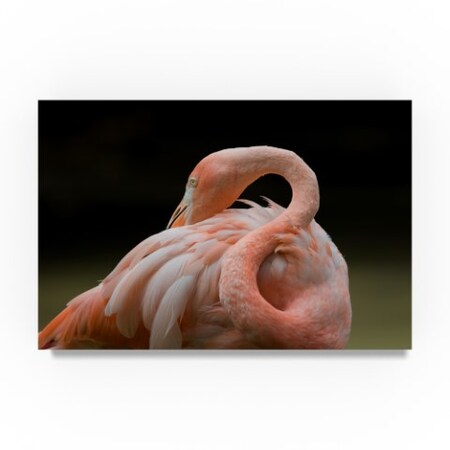 Trademark Fine Art Robert Michaud 'Pink Flamingo' Canvas Art, 12x19 ALI23399-C1219GG